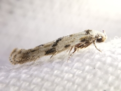 Stenolechia gemmella