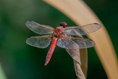 Libellula pontica
