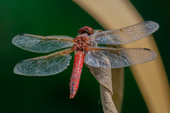 Libellula pontica