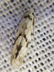 Stenolechia gemmella