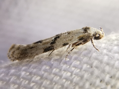 Stenolechia gemmella