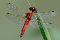 Libellula pontica