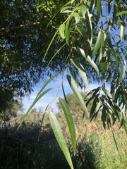 Salix