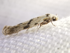 Stenolechia gemmella