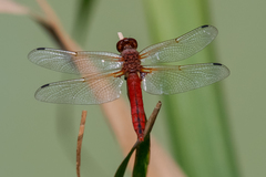 Libellula pontica
