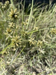 Cyperus elegans