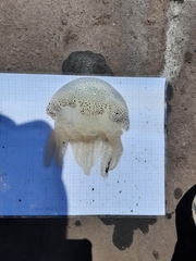 Acromitus flagellatus