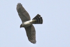 Accipiter cooperii