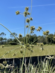 Cyperus elegans