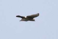 Accipiter cooperii