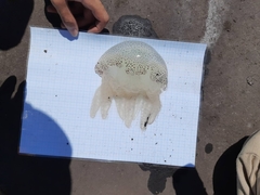 Acromitus flagellatus