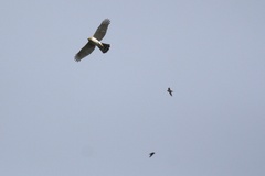 Accipiter cooperii