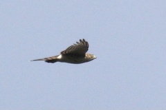 Accipiter cooperii