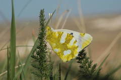 Zegris eupheme
