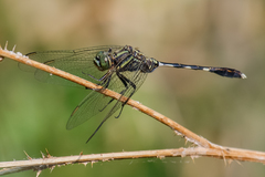 Orthetrum sabina