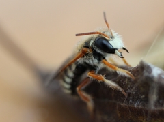 Anthidium chilense