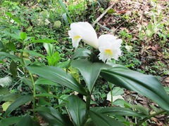 Costus arabicus