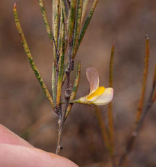 Aspalathus lebeckioides