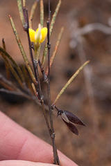 Aspalathus lebeckioides