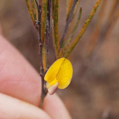 Aspalathus lebeckioides