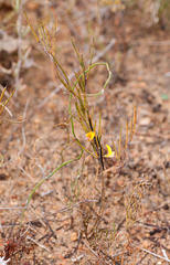 Aspalathus lebeckioides