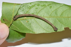 Plegapteryx anomalus