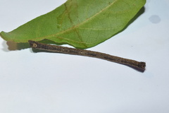 Plegapteryx anomalus