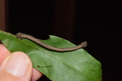 Plegapteryx anomalus