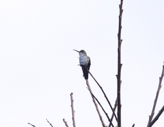 Elliotomyia viridicauda