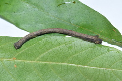 Plegapteryx anomalus