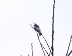 Elliotomyia viridicauda