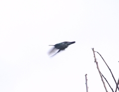 Elliotomyia viridicauda