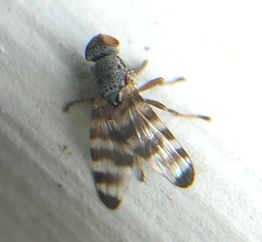 Otitinae