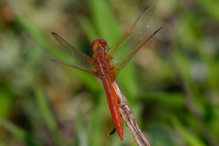 Crocothemis servilia
