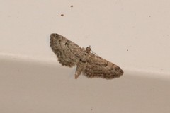 Eupithecia pusillata