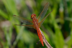 Crocothemis servilia