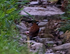 Entomodestes leucotis