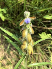 Crotalaria sessiliflora