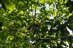 Prionops rufiventris