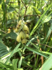 Crotalaria sessiliflora