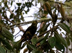 Psarocolius atrovirens