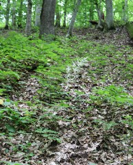 Aruncus sylvester sylvester