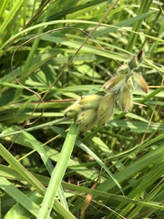 Crotalaria sessiliflora