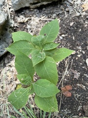 Ruellia drummondiana