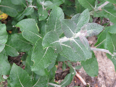 Salix alaxensis