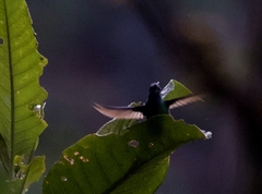 Colibri cyanotus