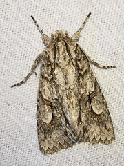 Meganephria bimaculosa