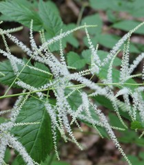 Aruncus sylvester sylvester