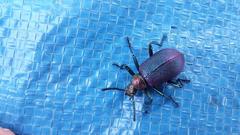 Metallonotus aerugineus