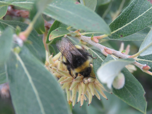 White-tailed bumblebee